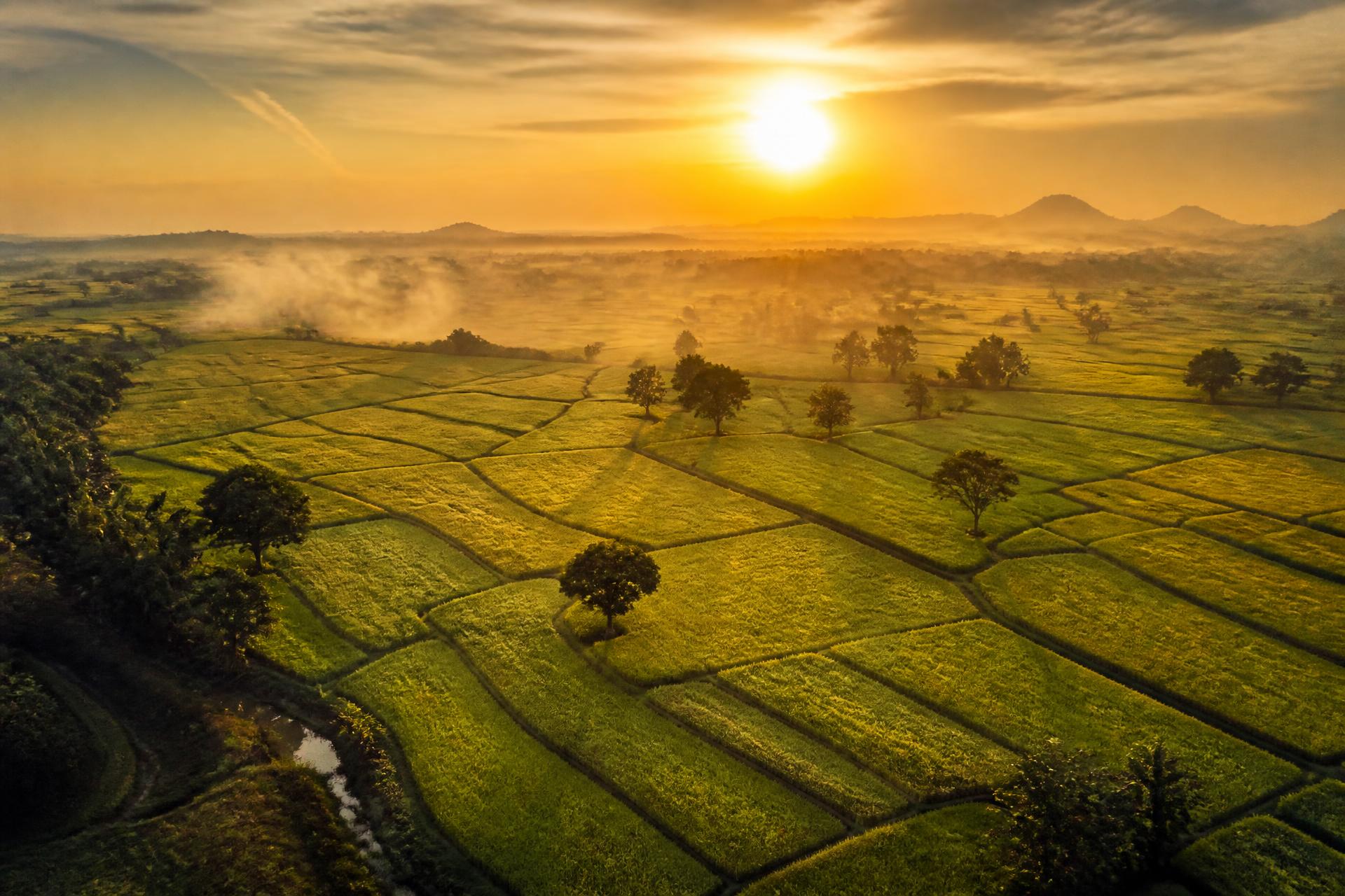 Indian paddy fields at sunrise